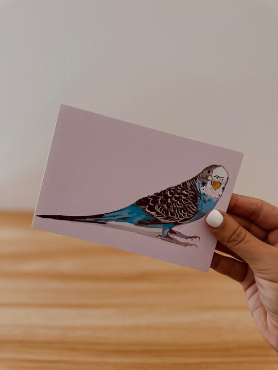 Gift Cards - Mixed Budgies